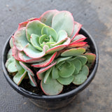 11cm pot Echeveria Peaches and Cream  奶油黄桃11cm盆