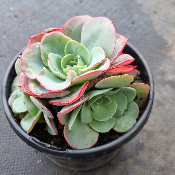 11cm pot Echeveria Peaches and Cream  奶油黄桃11cm盆