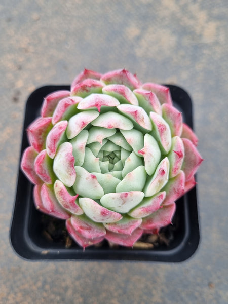 *GLGhybrid(1-1560) Echeveria Hyalina x Echeveria Sarahime Botan 海姬