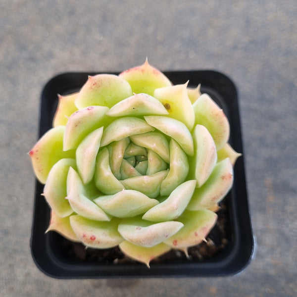 *GLGhybrid(1-1678) Echeveria Hyalina hybrid 海琳娜杂