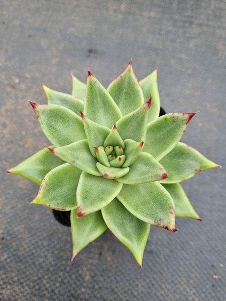 *GLGhybrid(1-1567)  Echeveria agavoides Ebony hybrid 乌木杂