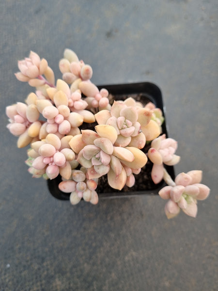 *GLGhybrid(1-1038) Assorted Succulents