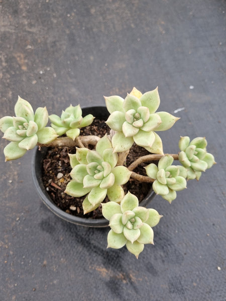 Echeveria Arze 璀璨