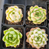 *GLGhybrid(1-1682) Special hybrid pack of 4