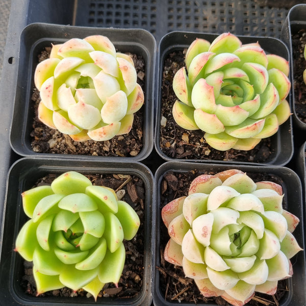 *GLGhybrid(1-1682) Special hybrid pack of 4