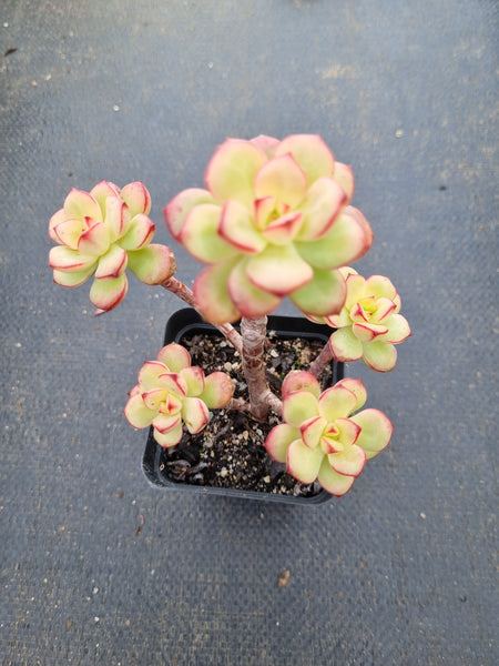 Echeveria 'Tango' 探戈