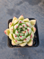 *GLGhybrid(1-1210) Echeveria agavoides Ebony hybrid 乌木杂