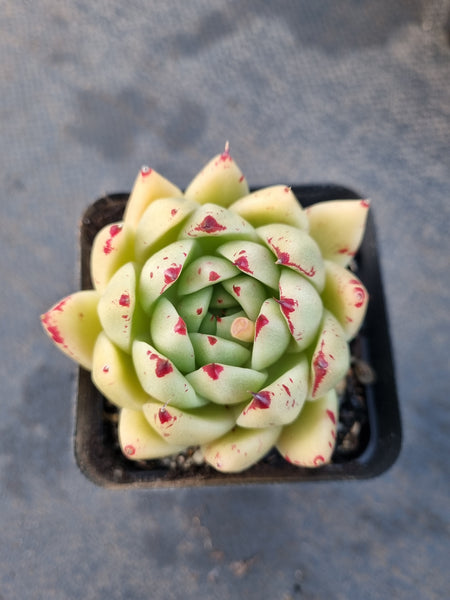 *GLGhybrid(1-1210) Echeveria agavoides Ebony hybrid 乌木杂