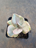 Echeveria Decora (variegated plants) 德克拉锦