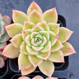 *GLGhybrid(1-503) Special hybrid pack of 4