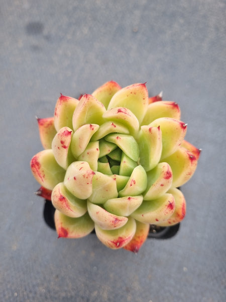 *GLGhybrid(1-1368) Echeveria Agavoides hybrid 冬云杂