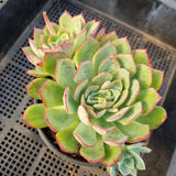 *GLGhybrid(2-79) Echeveria Puebla hybrid 普埃布拉杂