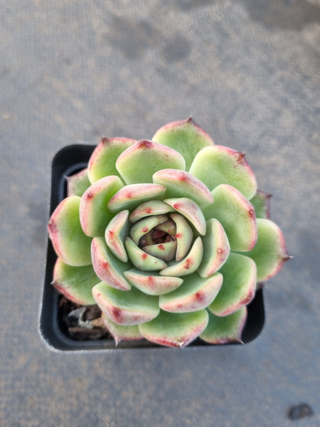 *GLGhybrid(1-1212) Echeveria 'Bloody Maria' hybrid 血玛杂