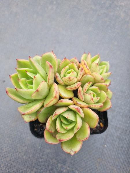 *GLGhybrid(1-1348) Echeveria Agavoides hybrid 冬云杂