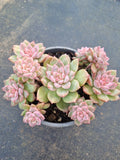 11cm pot Echeveria Frosty Bloom cluster 霜花群