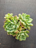 *GLGhybrid(1-347) Echeveria Sierra Hybrid 爱斯诺杂