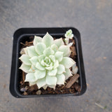 Echeveria Prolifica Variegated 粉蔓锦