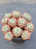Echeveria sp. (Red Edge) cluster 不知名红边群