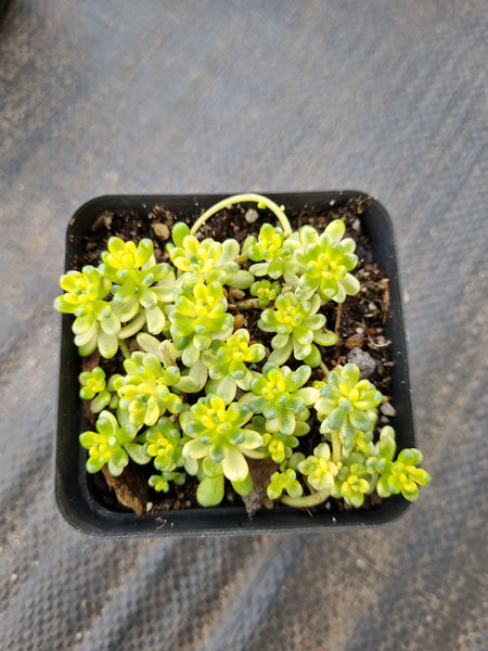Sedum Golden rice (variegated) 棒叶万年草锦
