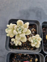 *GLGhybrid(1-1148) Special hybrid pack of 4