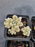 *GLGhybrid(1-1148) Special hybrid pack of 4