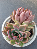 *GLGhybrid(2-377) Echeveria Puebla hybrid 普埃布拉杂