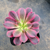 Aeonium 'Medusa' 美杜莎
