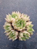 Haworthia cooperi var. Leightonii