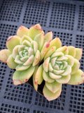 *GLGhybrid(1-555) Echeveria Elegans 'Alba' hybrid 白月影杂