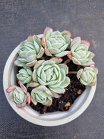 *GLGhybrid(2-298) Echeveria Raspberry ice hybrid 冰莓杂