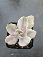 Echeveria Decora (variegated plants) 德克拉锦