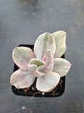 Echeveria Decora (variegated plants) 德克拉锦
