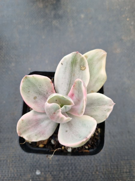 Echeveria Decora (variegated plants) 德克拉锦