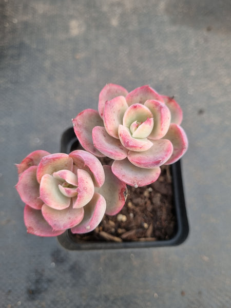 *GLGhybrid(1-967) Echeveria hybrid