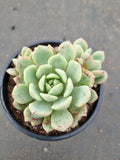 Echeveria Jelly Jam 回声