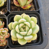 *GLGhybrid(1-1691) Special hybrid pack of 4