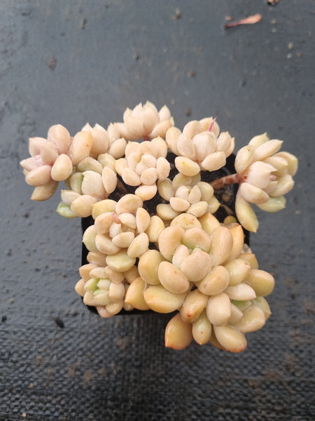 *GLGhybrid(1-1428) Assorted Succulents