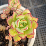 *GLGhybrid(2-62) Echeveria Ballsii Hybrid 灰姑娘杂
