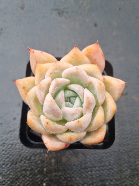 *GLGhybrid(1-1434) Echeveria Mexican Giant hybrid 巨人杂