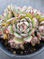 *GLGhybrid(2-18) Echeveria Ballsii Hybrid 灰姑娘杂