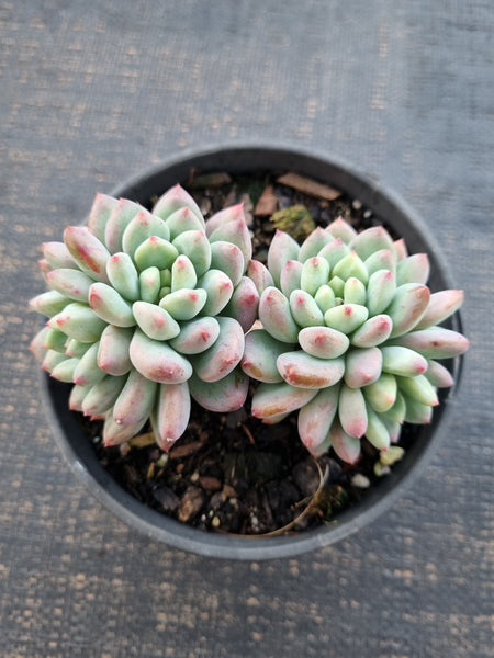 *GLGhybrid(2-335) Pachyveria Elaine × Sedeveria Blue Elf 香水精灵