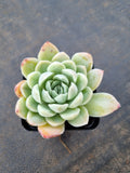 Echeveria 'Cream Rose' 奶油玫瑰