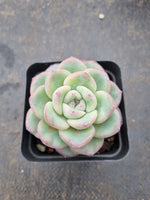 Echeveria 'Strawberry Cake'  草莓泡芙
