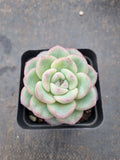 Echeveria 'Strawberry Cake'  草莓泡芙