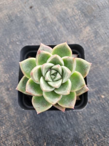 *GLGhybrid(1-378) Echeveria Agavoides hybrid 冬云杂