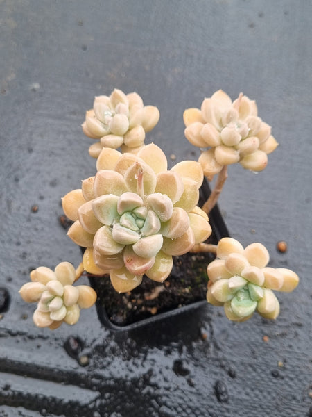 *GLGhybrid(1-1467) Graptopetalum Mendozae hybrid 丸姬杂