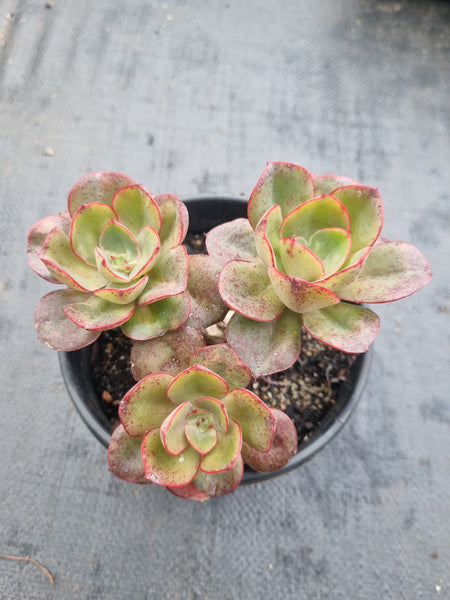 *GLGhybrid(2-369) Echeveria hybrid