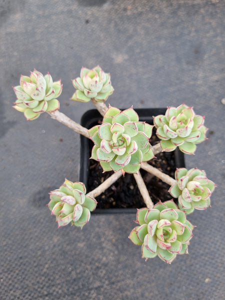 *GLGhybrid(1-1168) Echeveria Ballsii Hybrid 灰姑娘杂