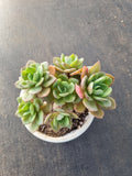11cm pot Echeveria sp. 红美丽群