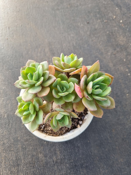 11cm pot Echeveria sp. 红美丽群